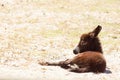 A baby donkey, a foal all alone. Royalty Free Stock Photo