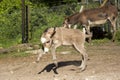 Baby Donkey foal Royalty Free Stock Photo