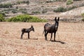 Baby donkey and his mother Royalty Free Stock Photo