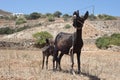 Baby donkey and his mother Royalty Free Stock Photo