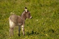 Baby donkey I Royalty Free Stock Photo