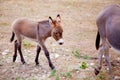 Baby donkey mule with mother