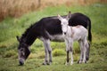 Baby donkey Royalty Free Stock Photo