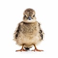 Baby Dove isolated on white (generative AI