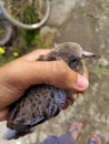 Baby Dove in a soft and secure hands .. Royalty Free Stock Photo