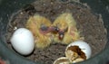Baby doves Royalty Free Stock Photo