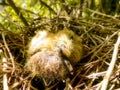 Baby Doves 2 Royalty Free Stock Photo