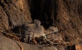 Baby doves on a nest 6514 Royalty Free Stock Photo