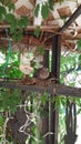 Baby Doves sitting in nest