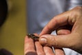 Baby dragonfly in the hands of man in Barcelona, Spain