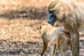Baby Drill Monkey And Mother Royalty Free Stock Photo