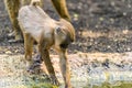 Baby Drill (Mandrillus Leucophaeus)