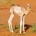 Baby dromedary camel Royalty Free Stock Photo