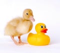 Baby Duck Royalty Free Stock Photo