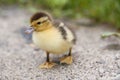 Baby duck Royalty Free Stock Photo