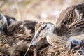 Baby Duck Duckling Royalty Free Stock Photo