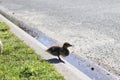 Baby duck enjoying the sun