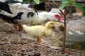 Baby duck family happy in countryside style