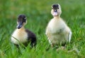 Baby duck in greem grass, nature Royalty Free Stock Photo
