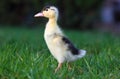 Baby duck in greem grass, nature Royalty Free Stock Photo