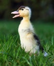 Baby duck in greem grass, nature Royalty Free Stock Photo