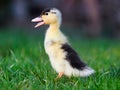 Baby duck in greem grass, nature Royalty Free Stock Photo