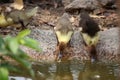 Baby duck happy in countryside style