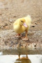 Duck baby at pond in countryside style