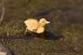 A baby duck happy to swim in the lake