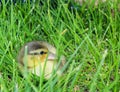 Baby Duck Hiding