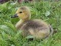 Baby Duck