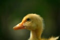 Baby duck Royalty Free Stock Photo
