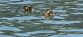 Baby Duck Quacking Swimming