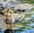 Baby duck on rock