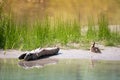 Baby duck sitting on sand bank of river with grass