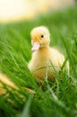 Baby duck in spring grass Royalty Free Stock Photo