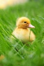 Baby duck in spring grass Royalty Free Stock Photo