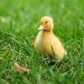 Baby duck in spring grass