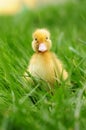 Baby duck in spring grass Royalty Free Stock Photo