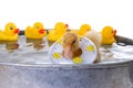 Baby Duck Swimming Royalty Free Stock Photo