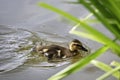 Baby duck swimming along Royalty Free Stock Photo