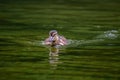 Baby Duck swimming in green lake. Mallard baby Royalty Free Stock Photo