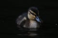 Baby duck swimming in a pond Royalty Free Stock Photo