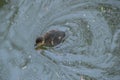 Baby Duck Swimming In The Water Royalty Free Stock Photo