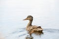 Baby duck swimming in water Royalty Free Stock Photo