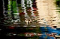 Baby duck swimming in water with ripples Royalty Free Stock Photo