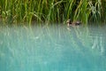 Baby duck swims along grass