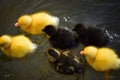 Baby duckings enjoying a swim