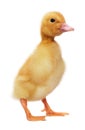 Baby duckling Royalty Free Stock Photo