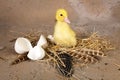 Baby duckling Royalty Free Stock Photo
